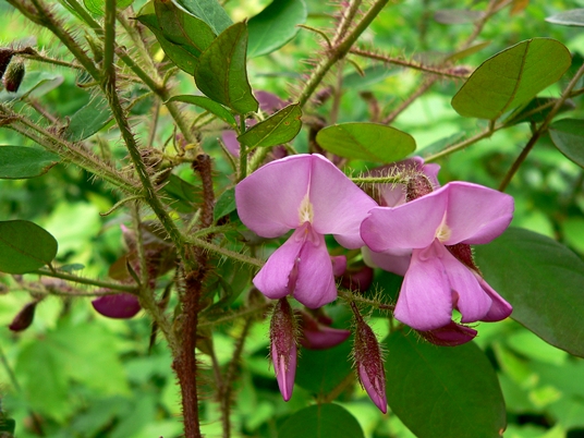 {Robinia hispida}